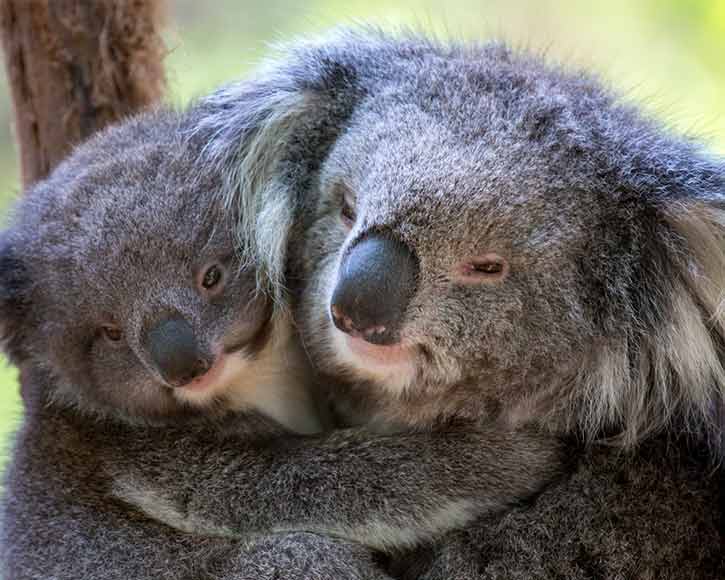 Cuddling koalas at Zoos Victoria