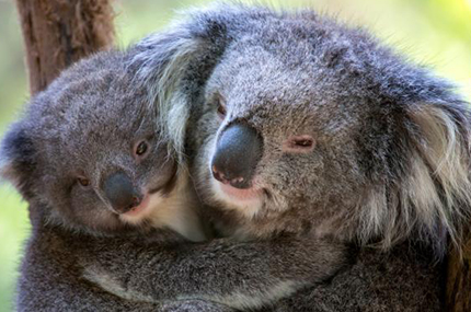 koala, healesville sanctuary, lunar new year